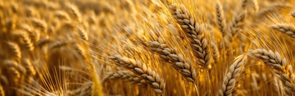 FSSAI License for Cereals & Grains