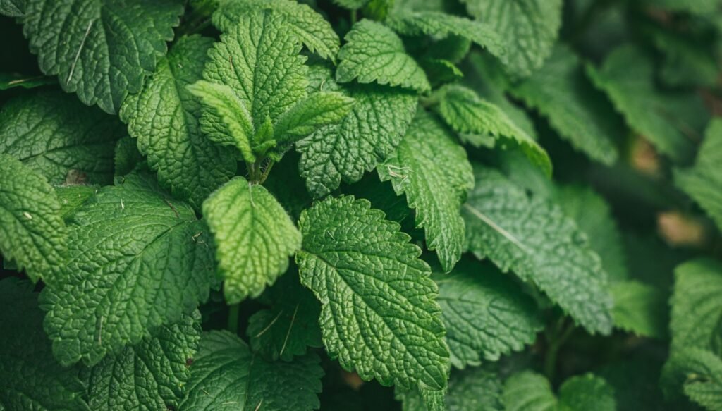 FSSAI for Mint leaves